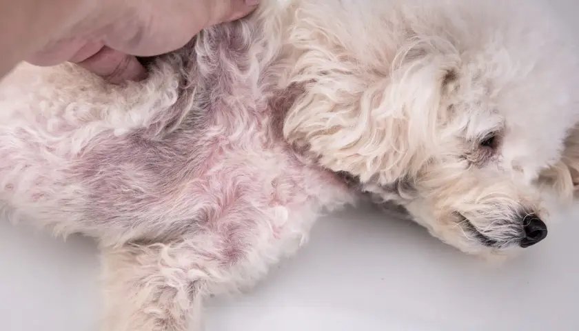 Un cane bianco con pelo arruffato mostra un'area arrossata e irritata sul fianco, segno di un forte prurito.