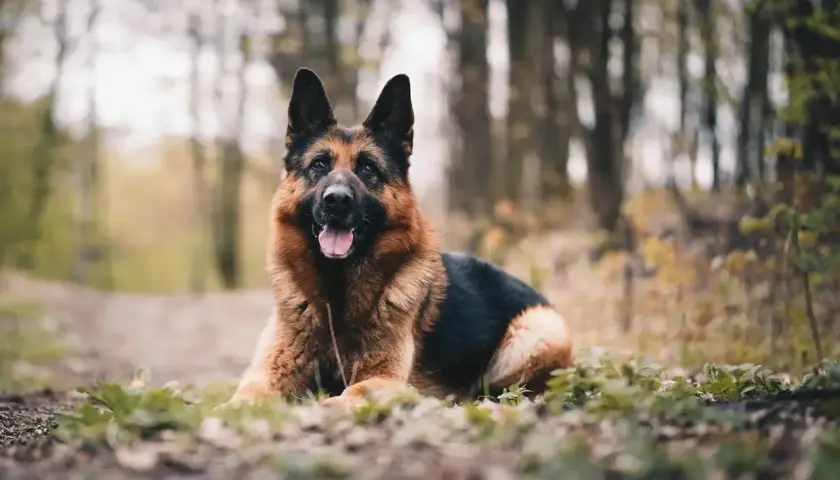 Żywienie owczarka niemieckiego: Klucz do zdrowia, sierści i długiego życia