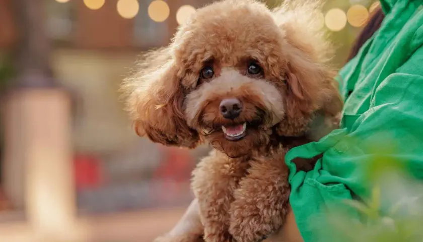 Adorable caniche marrón, un ejemplo de perros que no sueltan pelo, sonríe felizmente mientras es abrazado.