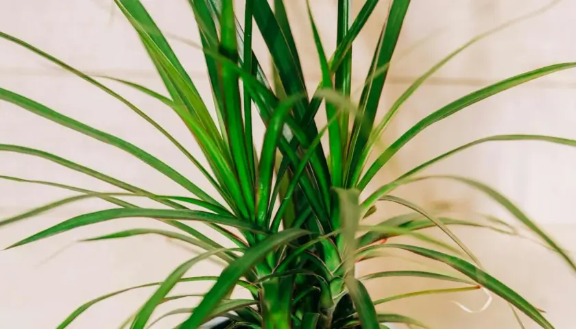 Zielona dracena odmiany o długich, wąskich liściach, tworząca gęsty pióropusz.