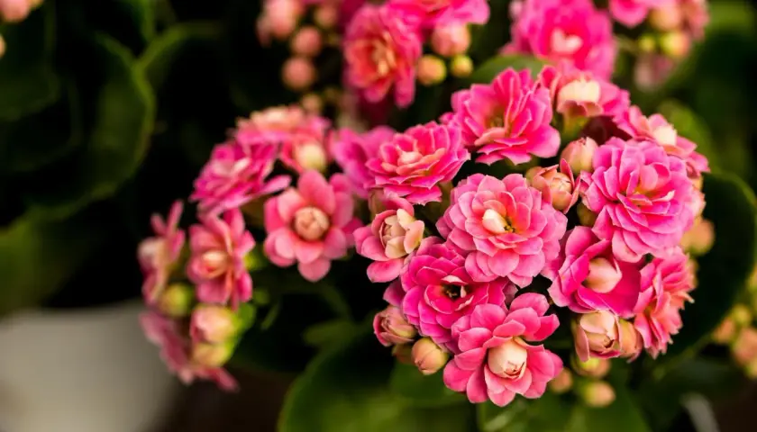 Kwitnące kalanchoe w odcieniach różu, z zielonymi liśćmi w tle.