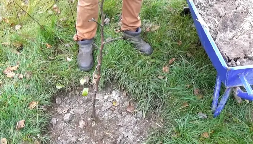 Jaki nawóz pod drzewka owocowe jesienią, aby uniknąć słabych plonów?