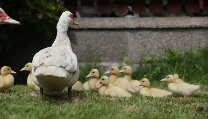 Ile kosztuje kaczka domowa? Poznaj aktualne ceny na rynku