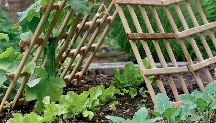 Ein Gurkenpflanze rankt an einer selbstgebauten Rankhilfe aus Holz. Daneben wächst Salat.