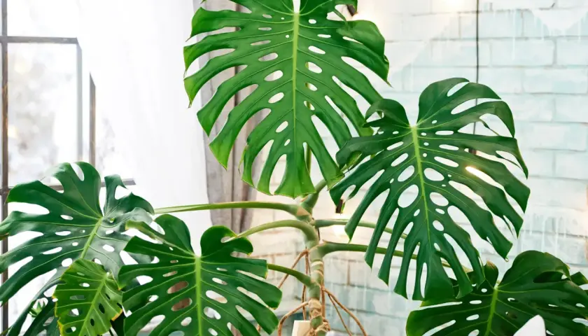 Große, grüne Monstera-Blätter mit charakteristischen Schlitzen und Löchern. Die Pflanze steht vor einem Fenster mit Gardinen und einer hellen Ziegelwand. Tipps zur Monstera Pflege sind hier gut sichtbar.