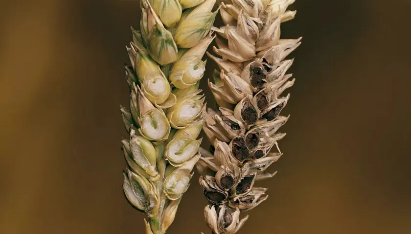 Épis de blé comparant un grain sain et un grain atteint de carie du blé, montrant la destruction des grains sains par la maladie.