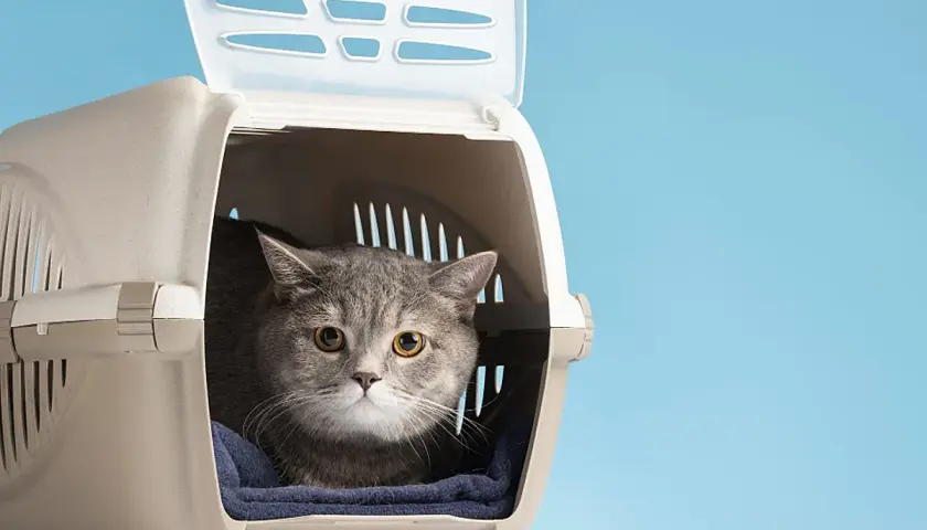 Gato gris asustado en transportín. Quizás necesite feromonas para gatos para calmarse.