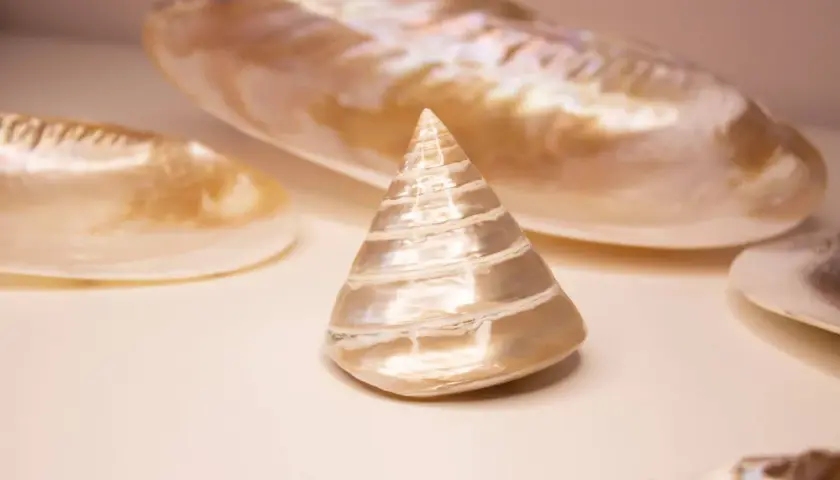 Ein kegelförmiges Perlmutt-Objekt, umgeben von größeren Muschelschalen. Die schimmernde Oberfläche des Perlmutt-Objekts symbolisiert Reinheit und Schönheit.