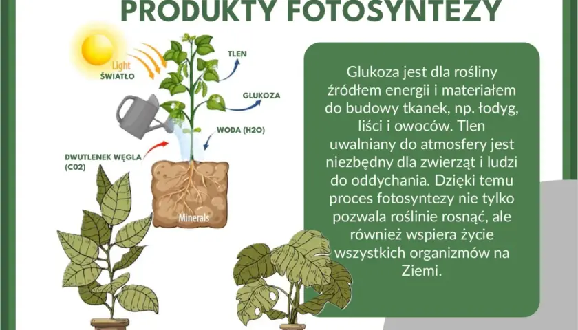 Ilustracja pokazuje, czym jest fotosynteza: roślina pobiera światło, wodę, dwutlenek węgla i minerały, by wytworzyć glukozę i tlen.