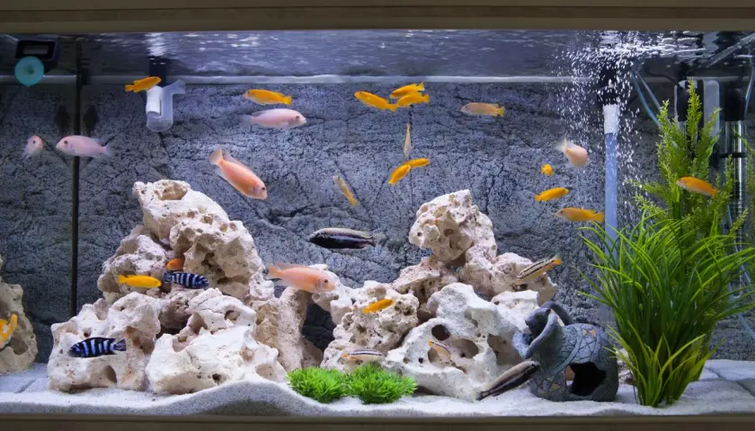 Ett vackert akvarium med många färgglada fiskar, stenar och växter. En perfekt miljö att bygga akvarium i.