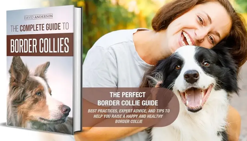 Jak wytresować Border Collie? Kompletny przewodnik dla początkujących