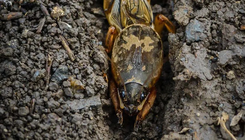 Insetti che fanno buchi nel terreno, un talpa che scava il suo tunnel.