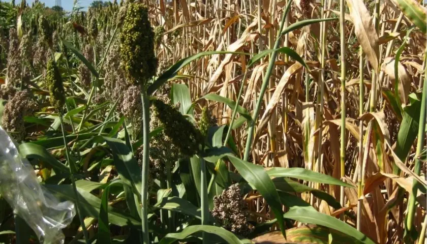 Ein Feld mit reifender Hirse. Die grünen Kolben stehen neben trockenen Halmen, ein Zeichen für den erfolgreichen Anbau.