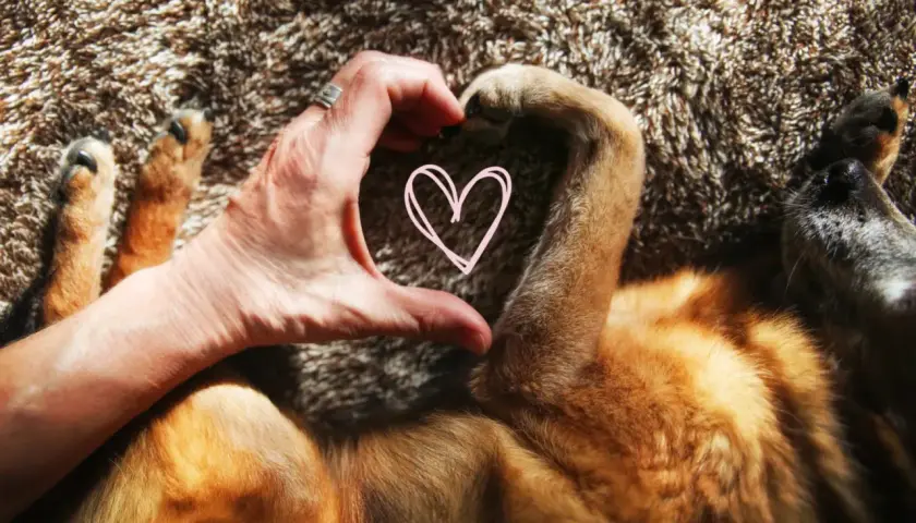 A hand forms a heart shape with a dog's paw, a sweet gesture showing signs your dog loves you.