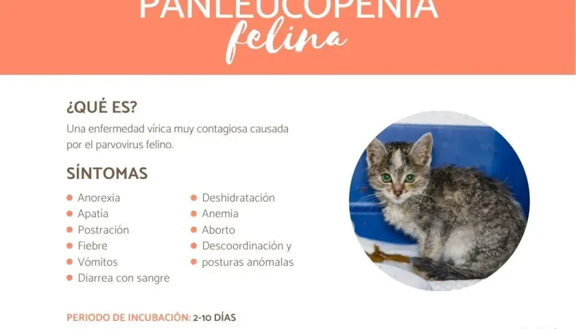 Gatito con aspecto enfermo, síntomas de panleucopenia felina: anorexia, fiebre, vómitos, diarrea, deshidratación y anemia.