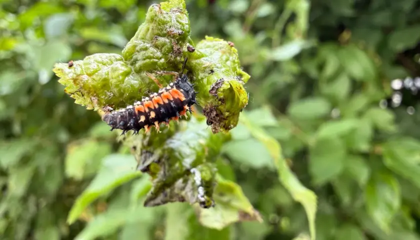 Larwa biedronki, która pokazuje, co jedzą biedronki, żeruje na zielonym liściu.