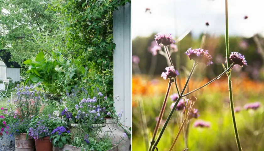 En lummig trädgård med olika kaprifol sorter i krukor och en äng med lila blommor i solljus.