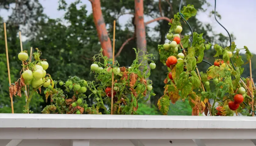 Reife und grüne Tomaten an Pflanzen im Wintergarten, die an Stöcken befestigt sind.