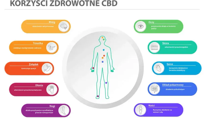CBD działanie: wspiera mózg, trzustkę, żołądek, dłonie, nogi, oczy, skórę, serce, układ pokarmowy i kości.