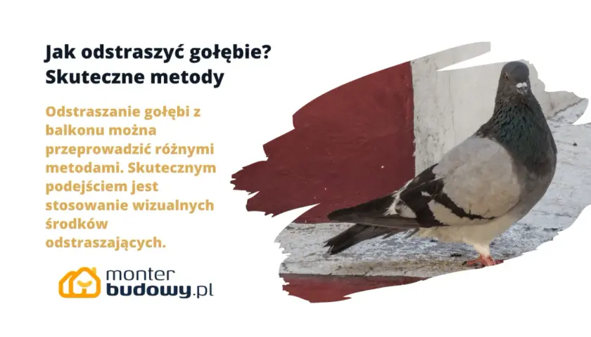 Gołąb na balkonie. Dowiedz się, jak odstraszyć gołębie, stosując skuteczne metody wizualne.
