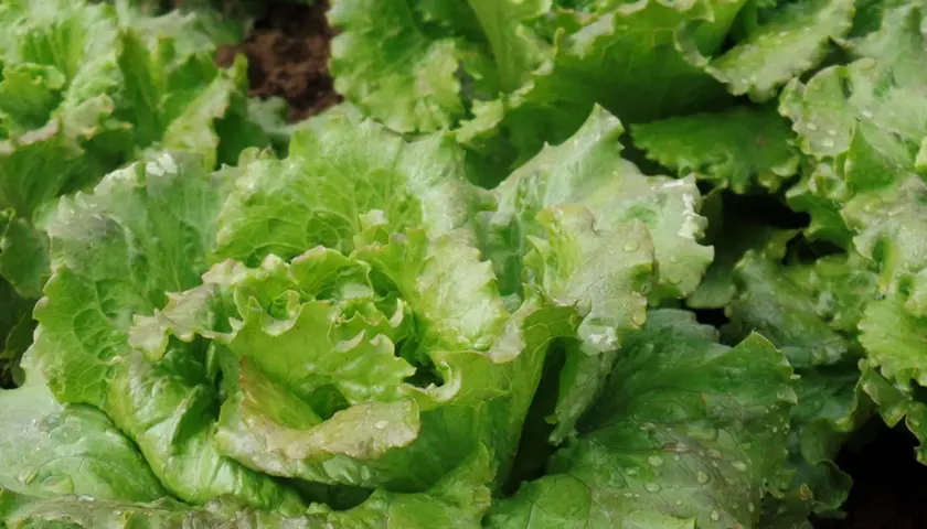 Lattuga Canasta fresca e croccante, con gocce di rugiada sulle foglie verdi e ondulate, pronta per un'insalata estiva.