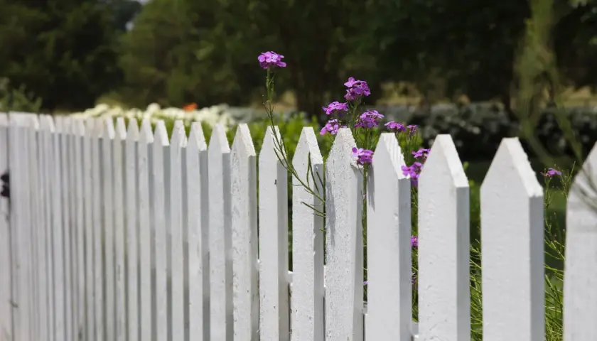 Weiße Palisade mit zarten lila Blüten, die sich durchschlängeln. Tolle zaun ideen für einen romantischen Garten.