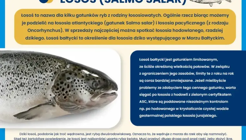 Łosoś bałtycki, cenny gatunek ryby, którego połowy są limitowane. Warto szukać łososia z certyfikatem ASC.