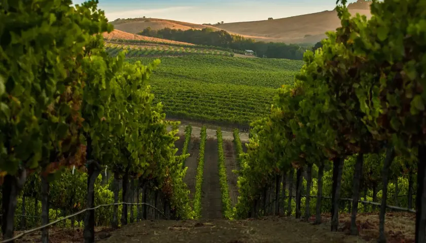 Sonnenuntergang über den Weinbergen im Napa Valley. Perfekt für eine Weinprobe.
