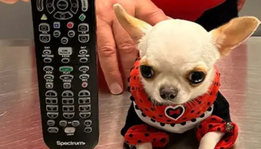 Un diminuto chihuahua con un traje de mariquita, junto a un control remoto. ¿Cuánto vale el perro más pequeño del mundo?