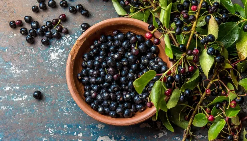 Schwarze Beeren in einer Schale und an Zweigen. Informieren Sie sich über mögliche maqui-beere nebenwirkungen, bevor Sie sie konsumieren.