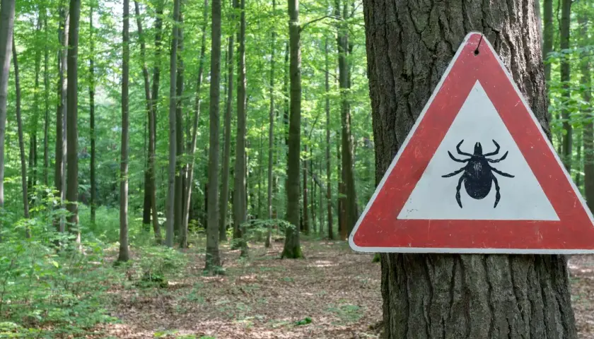 Kleszcze nie spadają z drzew! Gdzie ich szukać i jak się chronić?