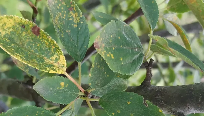 Foglie di susino con macchie gialle e marroni, indicative di malattie.