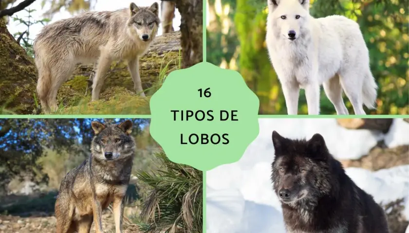 Explora 16 tipos de lobos: lobo gris, siberiano, ibérico y negro de Alaska, entre otros.