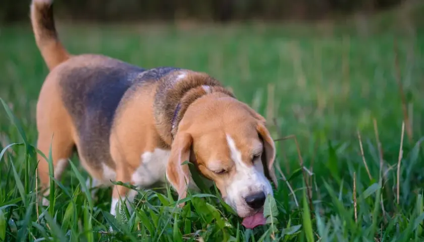 A beagle in a grassy field is shown with its tongue out, eating grass. This image captures a common behavior, raising the question: why do dogs eat grass?