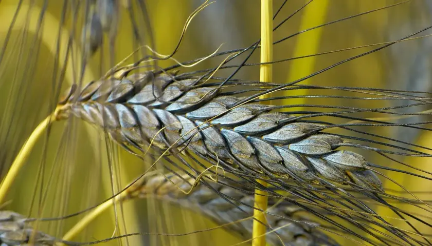 Nahaufnahme von dunklen Weizenähren mit langen, feinen weizen grannen, die sich im Wind wiegen.