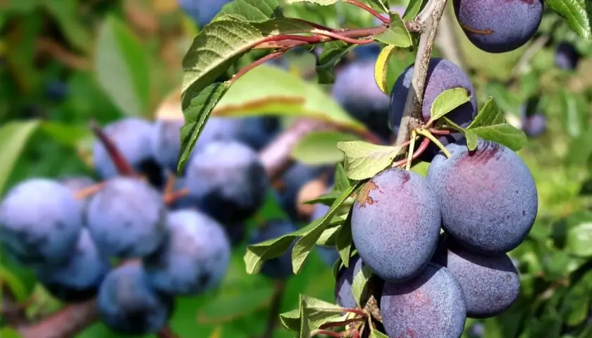 Gros plan sur des prunes Reine Claude mûres sur une branche, évoquant la richesse de la durée de vie d'un prunier.