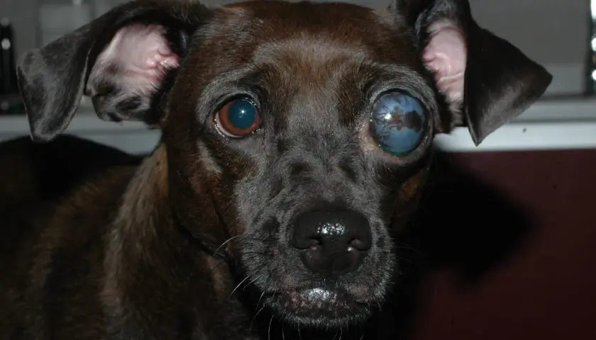 Primer plano de un perro con glaucoma en un ojo, que se ve azul y nublado.