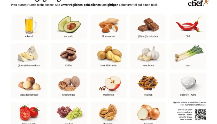 Liste giftiger Lebensmittel für Hunde: Alkohol, Avocado, Bittermandeln, Schokolade, Chili, Käse, Kaffee, rohe Kartoffeln, Knoblauch, Lauch, Macadamianüsse, Muskatnuss, Obstkerne, Rosinen, Tomaten, Trauben, Walnüsse, Zwiebeln, Süßstoff.