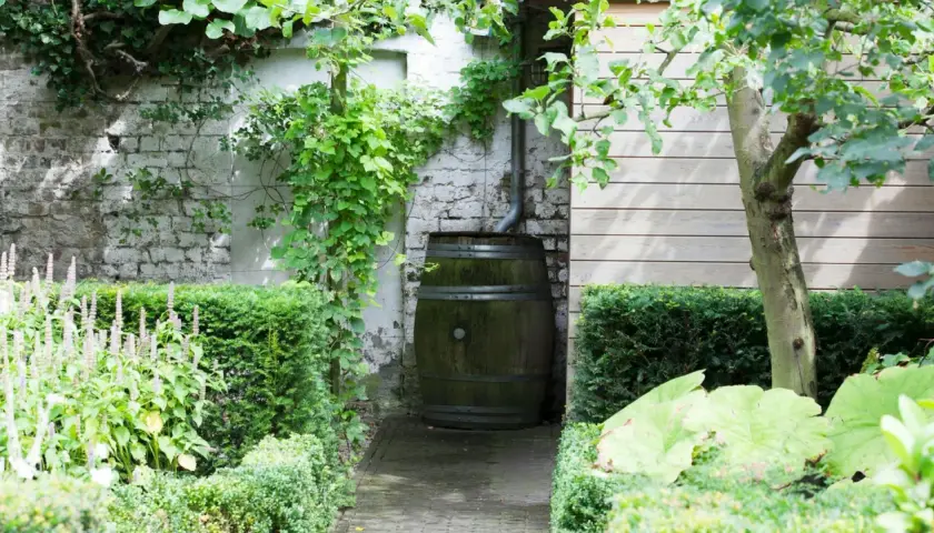 Un vecchio barile raccoglie l'acqua piovana, circondato da rigogliose piante verdi in un giardino incantevole.