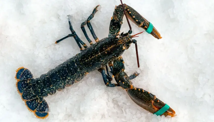 Un bogavante gallego, oscuro y con pinzas atadas, descansa sobre hielo picado, listo para ser cocinado.