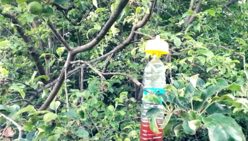 Trappola fai-da-te per carpocapsa, un rimedio naturale per proteggere i frutti.