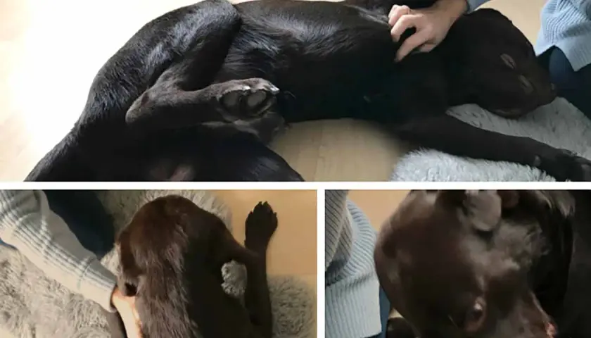 Brauner Hund genießt eine sanfte Massage. Der ruhegriff hund zeigt Entspannung und Vertrauen.