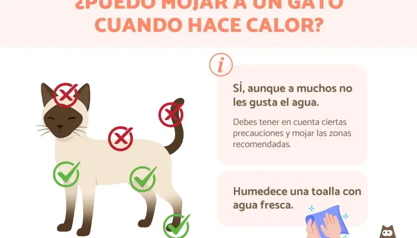 ¿Cómo refrescar a un gato? Sí, puedes mojarlo con precauciones. Usa una toalla húmeda en zonas recomendadas.