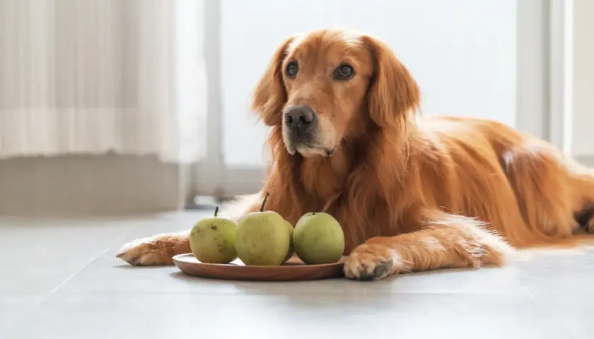 Ein goldener Retriever-Hund liegt neben einem Teller mit drei Birnen.