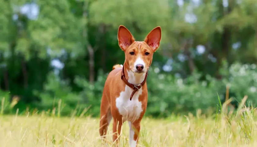 Ein Basenji-Hund steht im Gras. Diese Rasse ist bekannt dafür, dass es Hunde sind, die nicht bellen, sondern eher jodelnde Laute von sich geben.