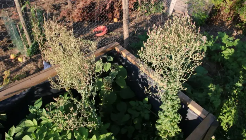Deux plants de salade qui monte, avec leurs feuilles fines et leurs petites fleurs roses, poussent dans un potager.