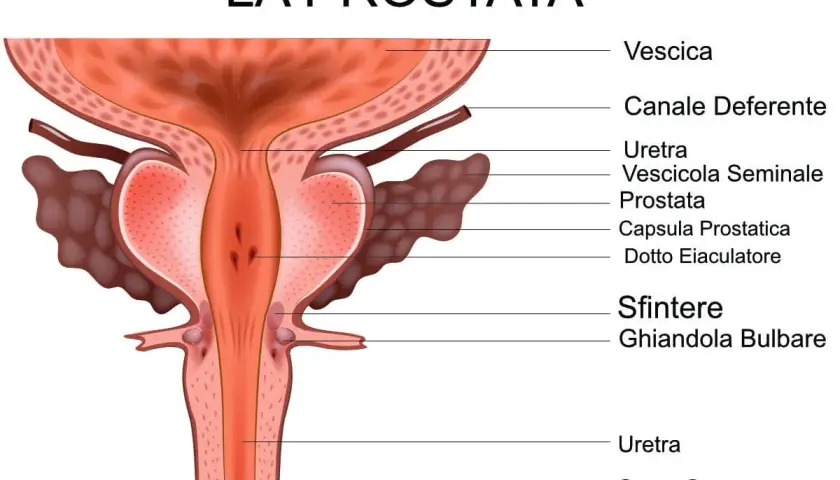 Anatomia della prostata e delle strutture circostanti, utile per capire come curare la prostata.