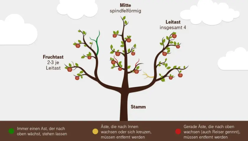 Illustration zeigt, wie man einen birnbaum schneiden muss. Leit- und Fruchtäste sind markiert.