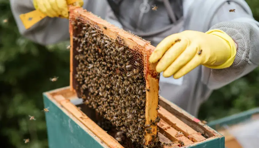 Biskötare med gula handskar inspekterar en bikupa full med bin. Honung nyttigt för hälsan, en gåva från naturen.