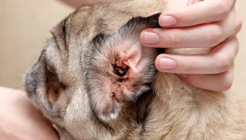Orecchio di un cane con segni di otite, forse causata da acari. Si cercano rimedi naturali per il cane.